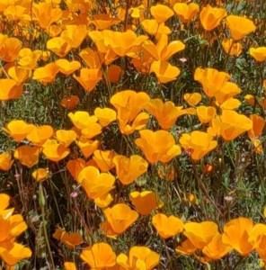 Meet your Posher, Evelyn